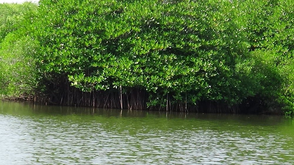 Batticaloa Lagoon and Culture Tour