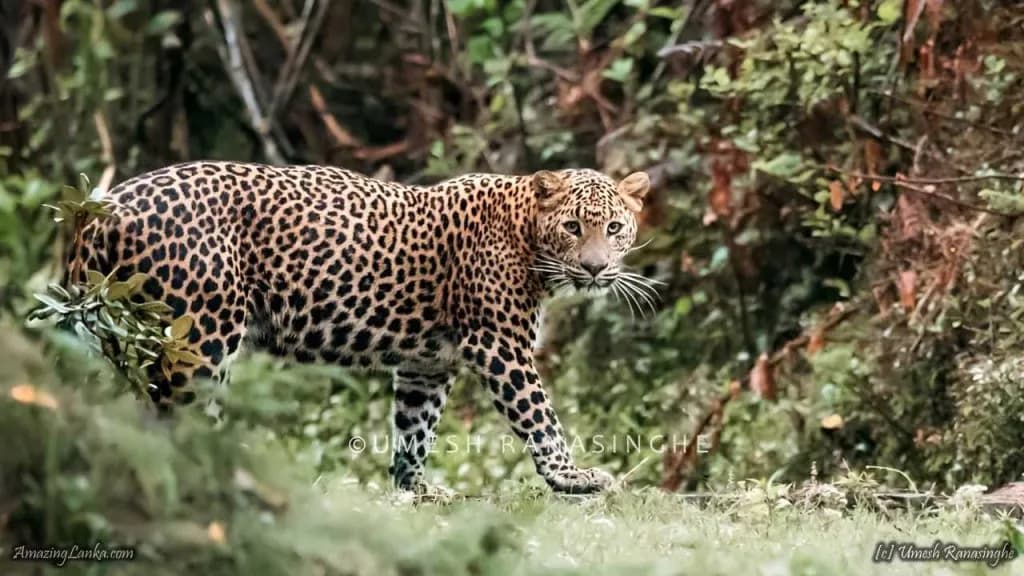 Horton Plains and World’s End Hike