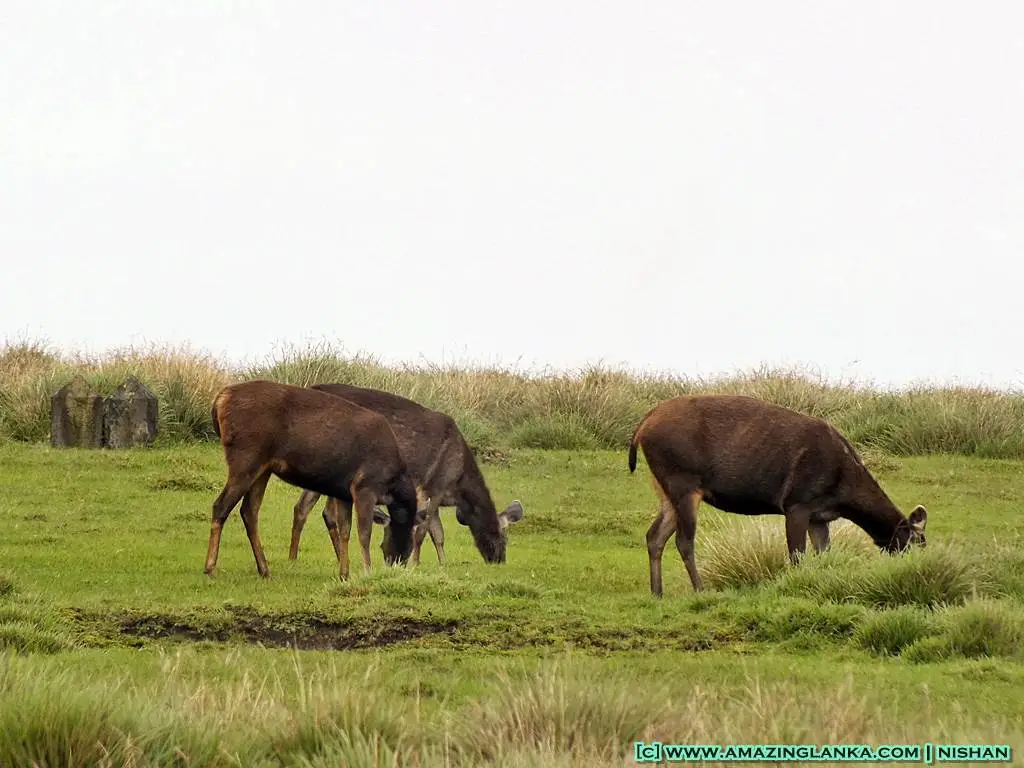 Horton Plains and World’s End Hike