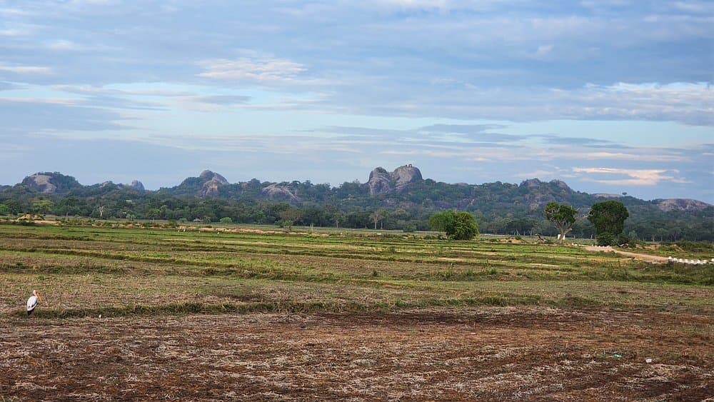 Kumana National Park Safari