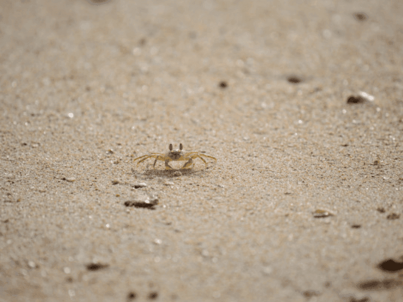 Nilaveli and Uppuveli Beach Stay