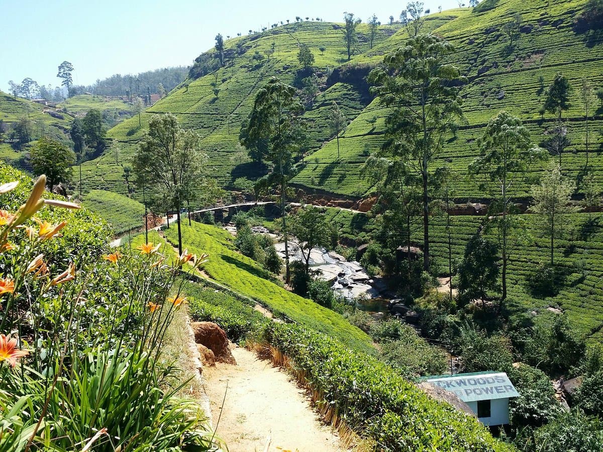 Nuwara Eliya Tea Country Experience