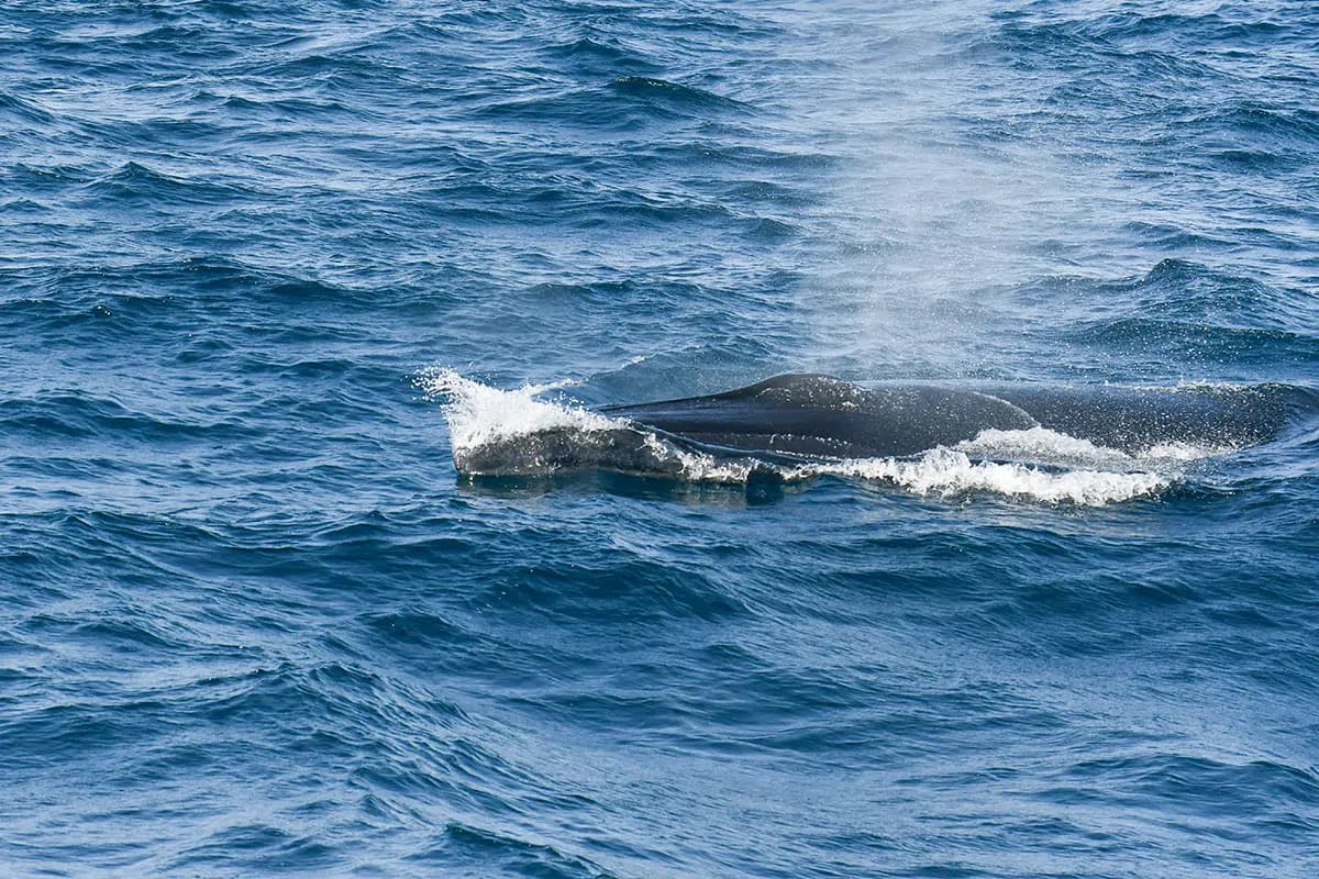 Whale Watching in Mirissa and Trincomalee