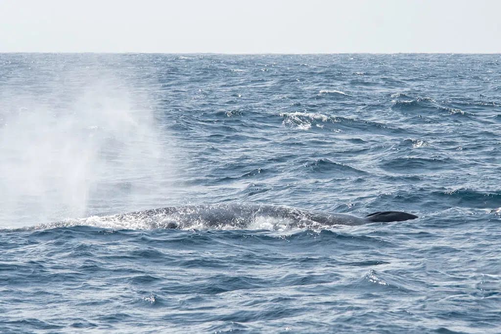Whale Watching in Mirissa and Trincomalee
