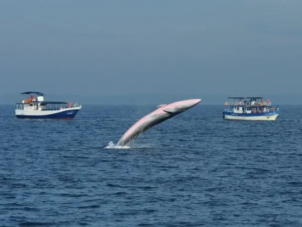 Mirissa Whale Watching Tour