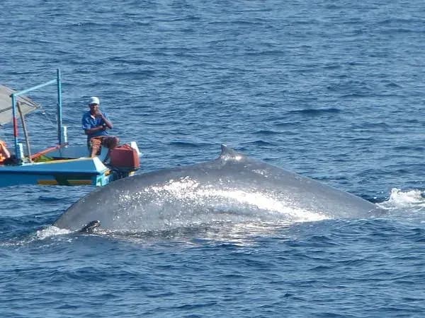 Mirissa Whale Watching Tour